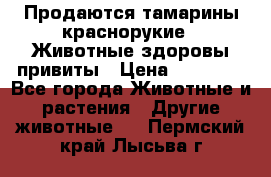 Продаются тамарины краснорукие . Животные здоровы привиты › Цена ­ 85 000 - Все города Животные и растения » Другие животные   . Пермский край,Лысьва г.